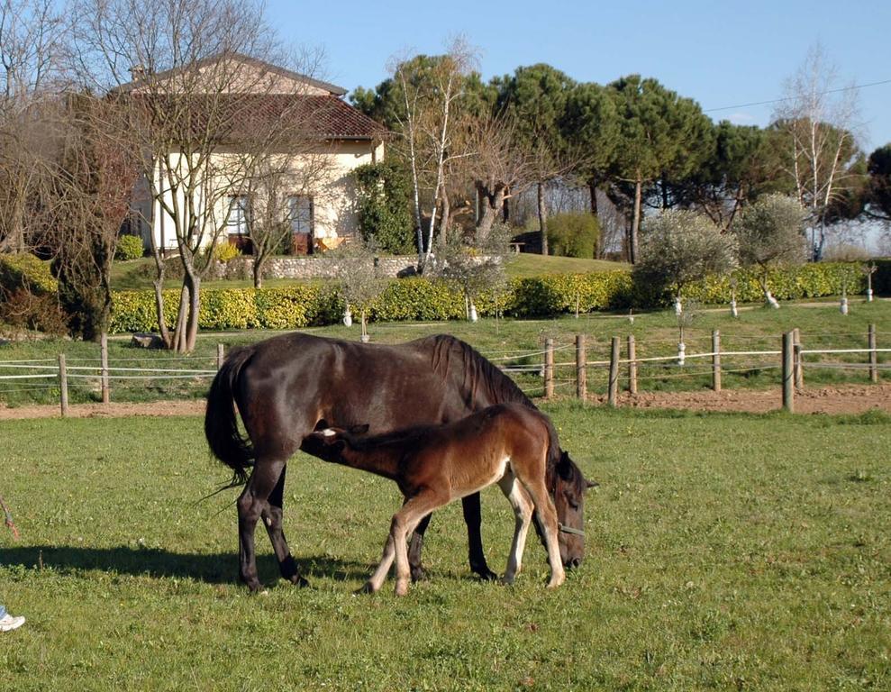 מונזמבנו Agriturismo Trebisonda Country Resort מראה חיצוני תמונה